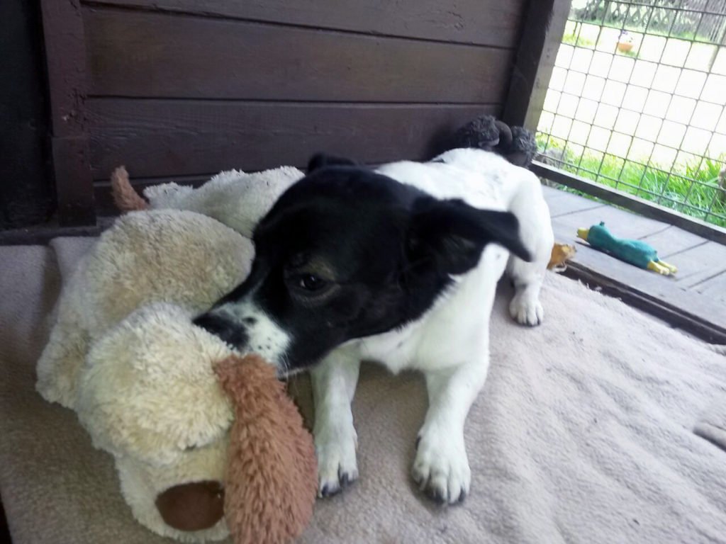 Rocky erfolgreich vermittelt