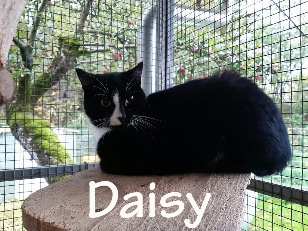 Daisy_slider