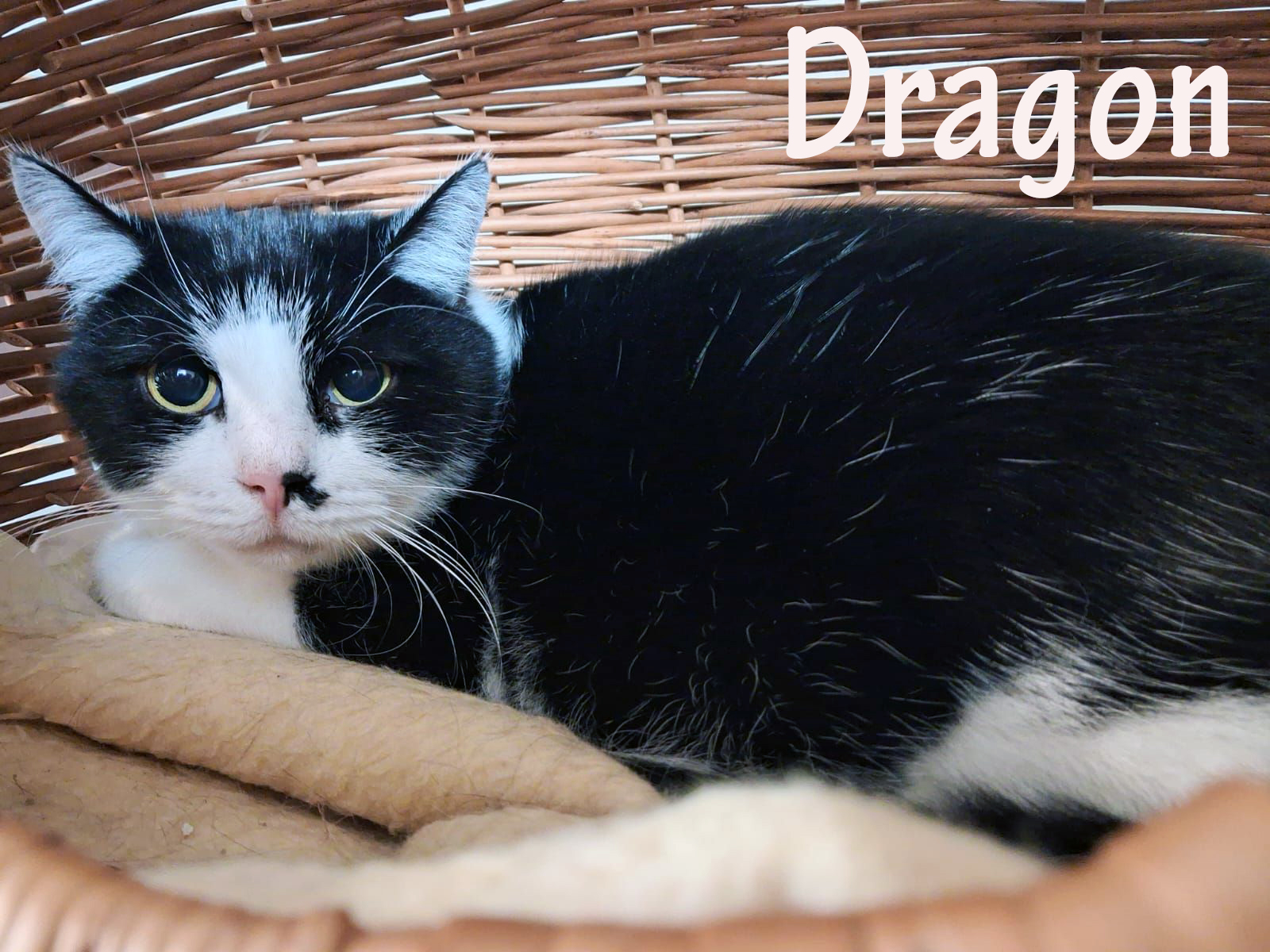Dragon_slider