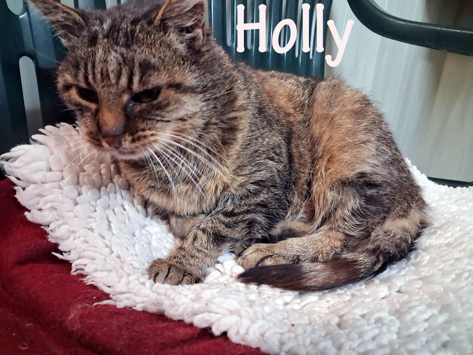 Holly_slider