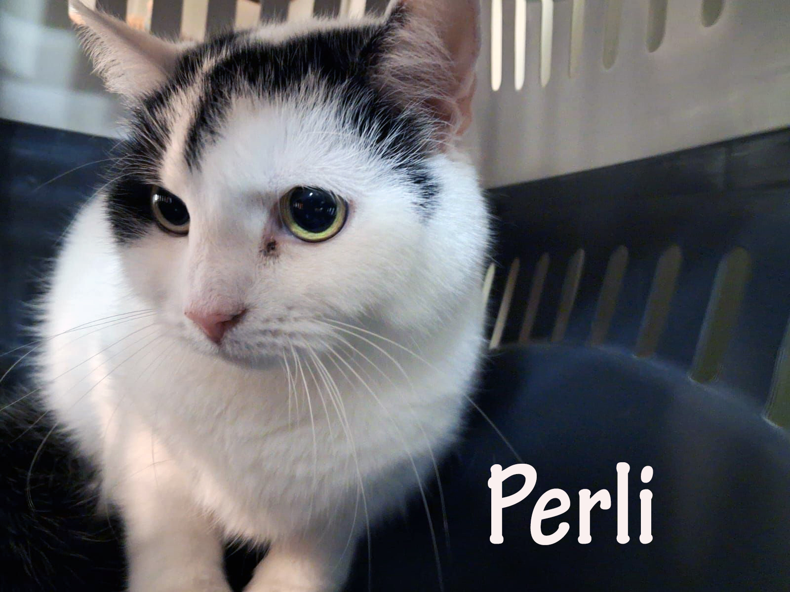 Perli_slider