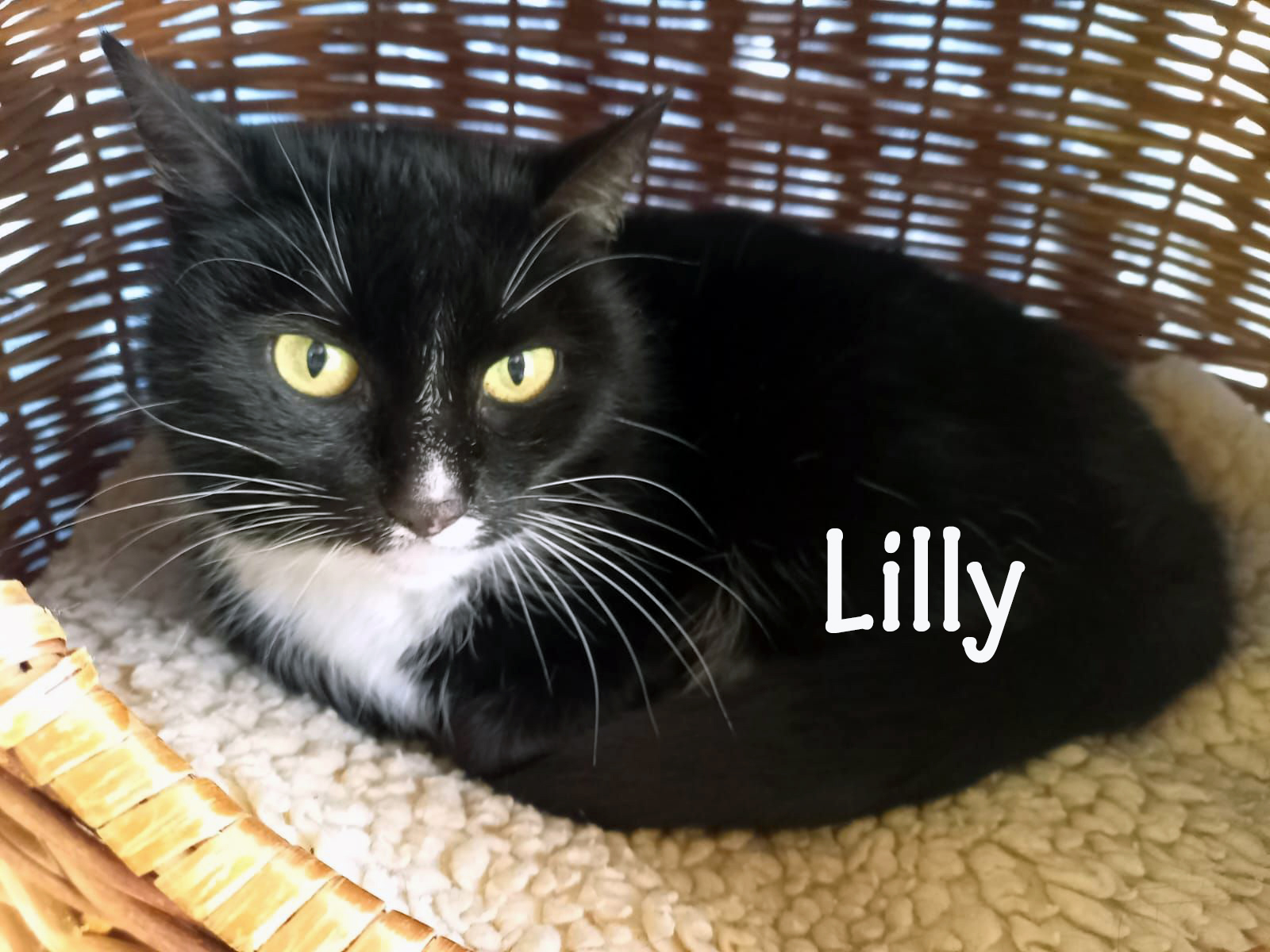 Lilly_slider