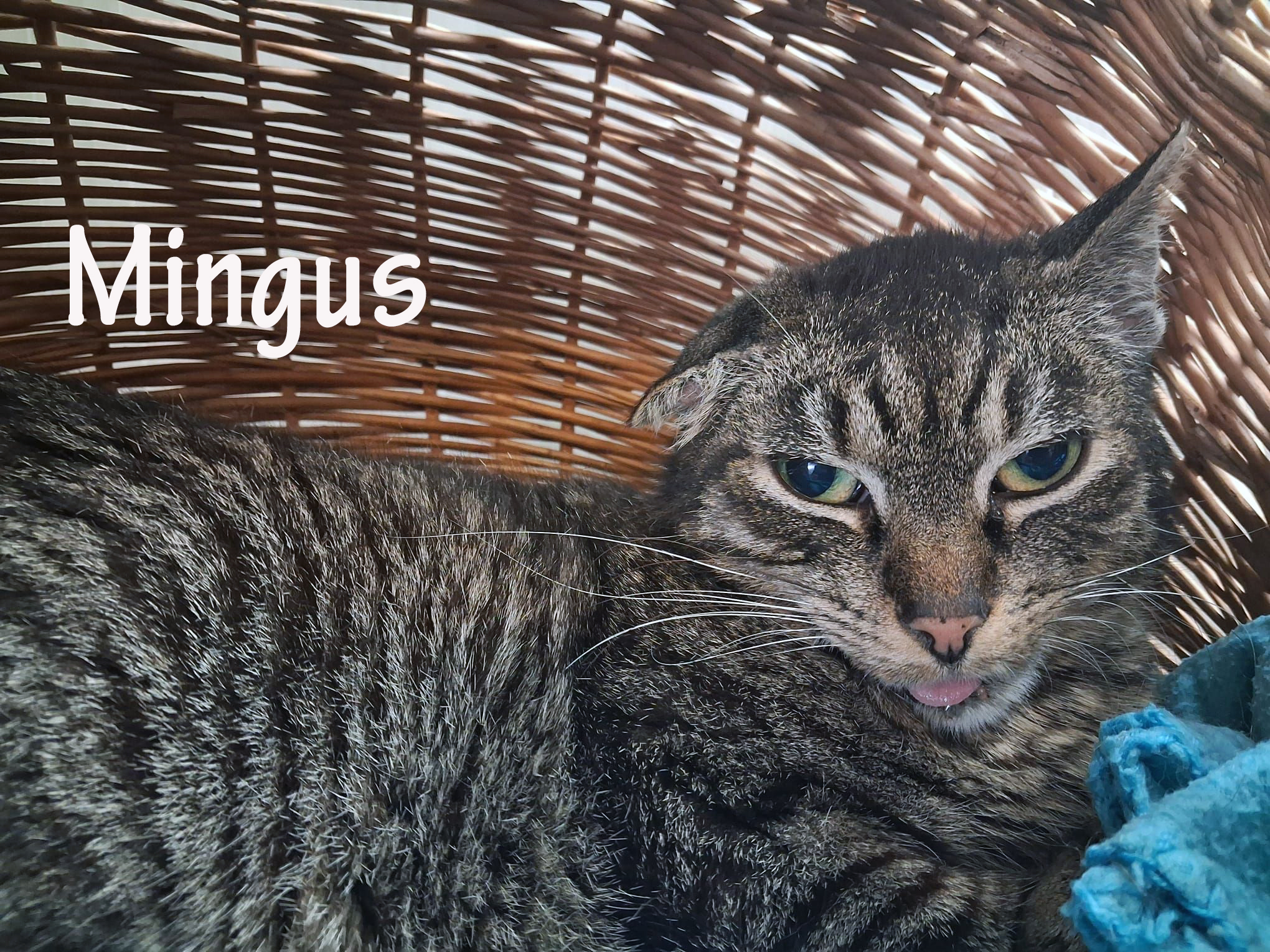 Mingus_slider