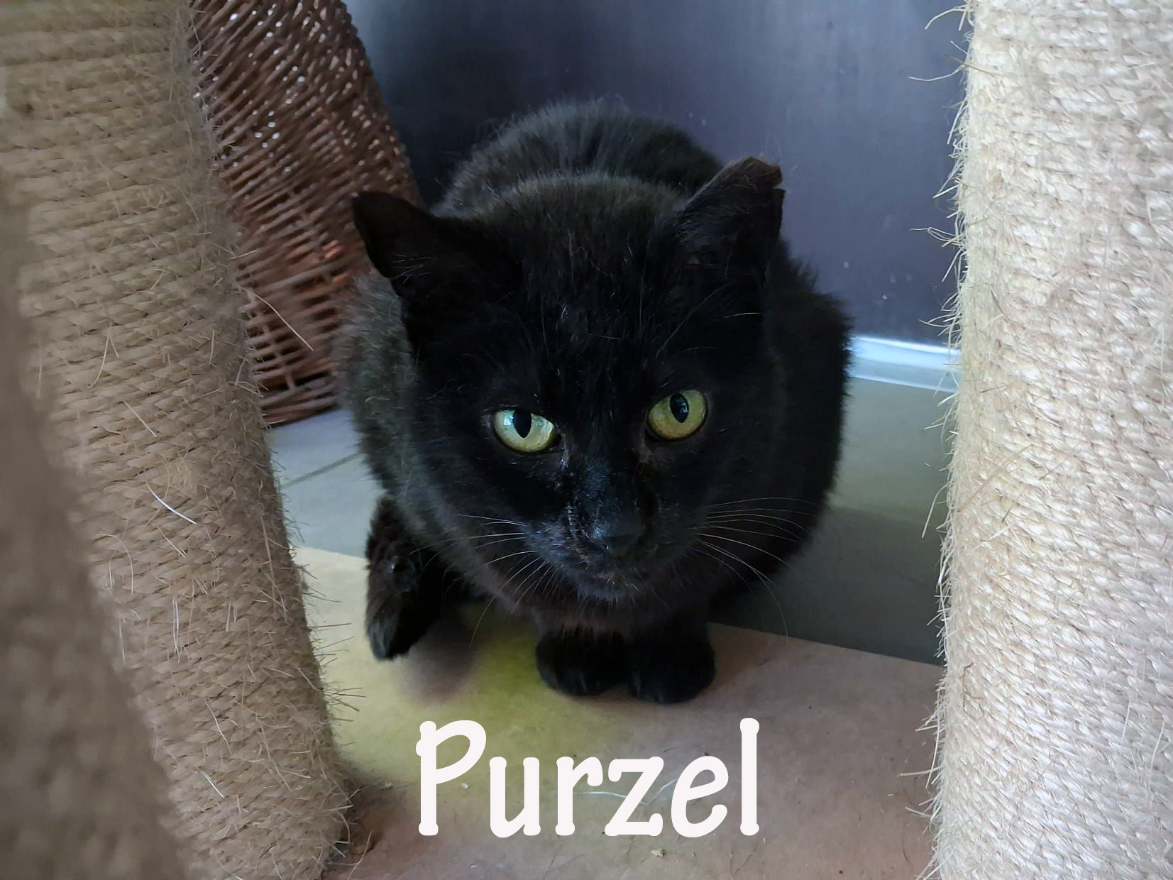 Purzel_slider