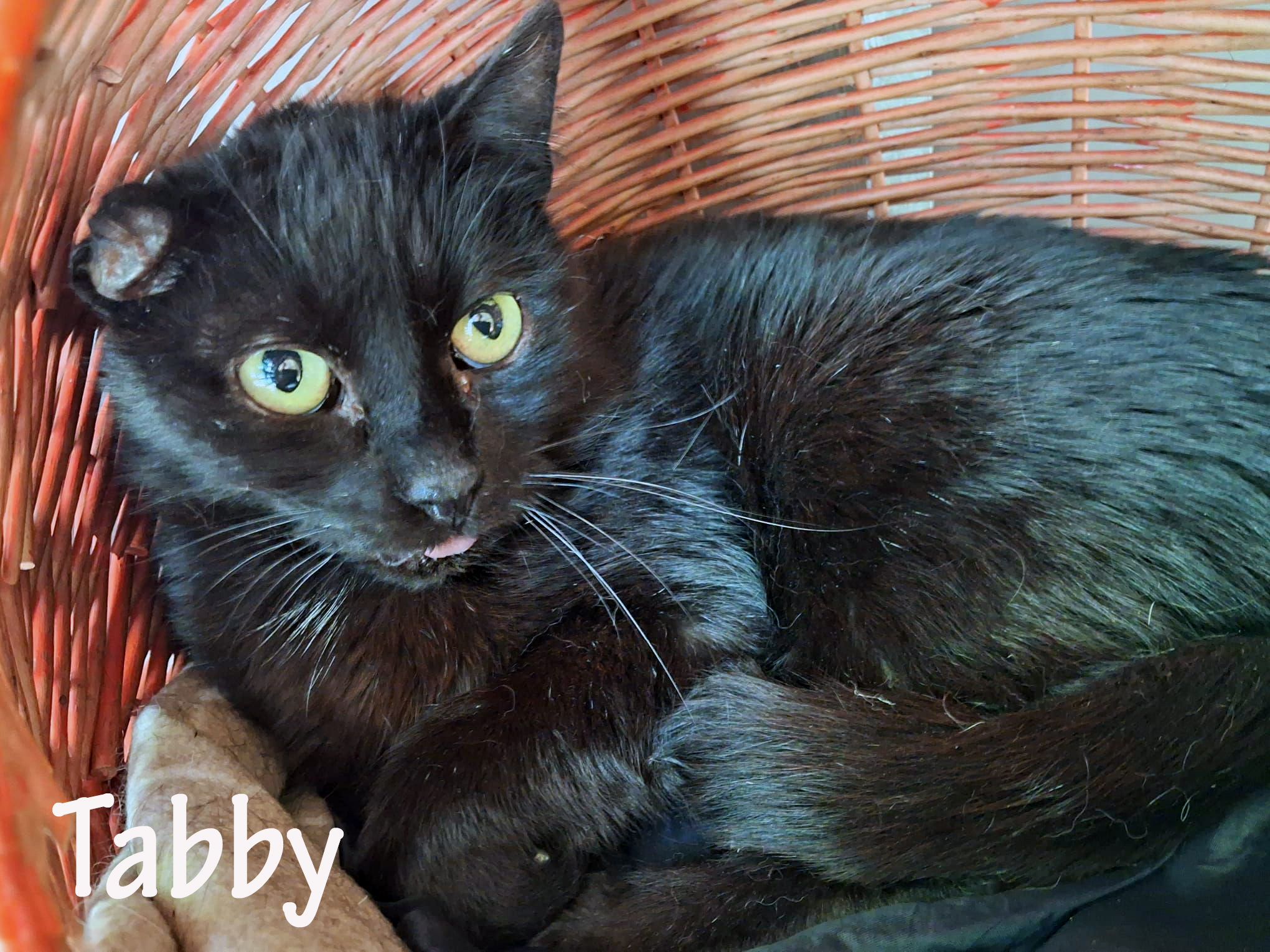 Tabby_slider